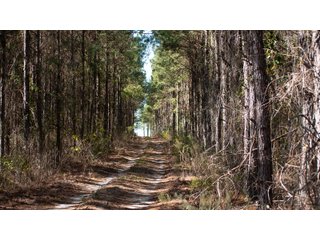 Tract 21 in Coffee County, Georgia - LAND AUCTION - 3,094+/- ACRES OFFERED IN 22 TRACTS IN COFFEE COUNTY, GEORGIA