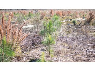 Tract 16 in Coffee County, Georgia - LAND AUCTION - 3,094+/- ACRES OFFERED IN 22 TRACTS IN COFFEE COUNTY, GEORGIA