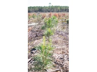 Tract 16 in Coffee County, Georgia - LAND AUCTION - 3,094+/- ACRES OFFERED IN 22 TRACTS IN COFFEE COUNTY, GEORGIA