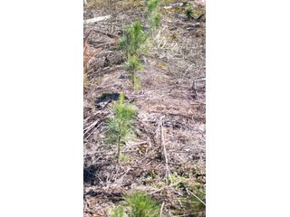 Tract 16 in Coffee County, Georgia - LAND AUCTION - 3,094+/- ACRES OFFERED IN 22 TRACTS IN COFFEE COUNTY, GEORGIA