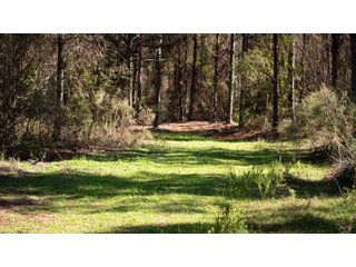 Tract 16 in Coffee County, Georgia - LAND AUCTION - 3,094+/- ACRES OFFERED IN 22 TRACTS IN COFFEE COUNTY, GEORGIA