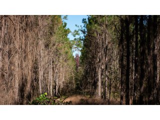 Tract 16 in Coffee County, Georgia - LAND AUCTION - 3,094+/- ACRES OFFERED IN 22 TRACTS IN COFFEE COUNTY, GEORGIA