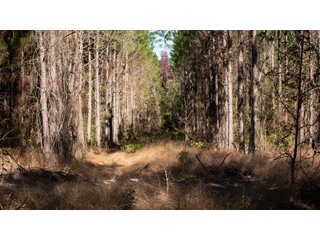 Tract 16 in Coffee County, Georgia - LAND AUCTION - 3,094+/- ACRES OFFERED IN 22 TRACTS IN COFFEE COUNTY, GEORGIA