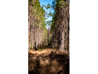 Tract 16 in Coffee County, Georgia - LAND AUCTION - 3,094+/- ACRES OFFERED IN 22 TRACTS IN COFFEE COUNTY, GEORGIA