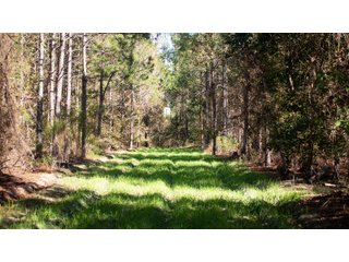 Tract 16 in Coffee County, Georgia - LAND AUCTION - 3,094+/- ACRES OFFERED IN 22 TRACTS IN COFFEE COUNTY, GEORGIA