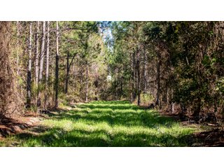 Tract 16 in Coffee County, Georgia - LAND AUCTION - 3,094+/- ACRES OFFERED IN 22 TRACTS IN COFFEE COUNTY, GEORGIA