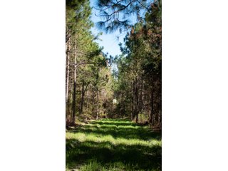 Tract 16 in Coffee County, Georgia - LAND AUCTION - 3,094+/- ACRES OFFERED IN 22 TRACTS IN COFFEE COUNTY, GEORGIA