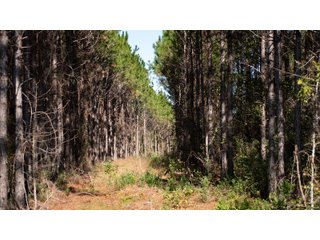 Tract 16 in Coffee County, Georgia - LAND AUCTION - 3,094+/- ACRES OFFERED IN 22 TRACTS IN COFFEE COUNTY, GEORGIA