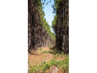 Tract 16 in Coffee County, Georgia - LAND AUCTION - 3,094+/- ACRES OFFERED IN 22 TRACTS IN COFFEE COUNTY, GEORGIA