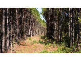 Tract 15 in Coffee County, Georgia - LAND AUCTION - 3,094+/- ACRES OFFERED IN 22 TRACTS IN COFFEE COUNTY, GEORGIA