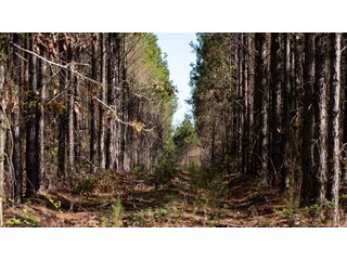Tract 15 in Coffee County, Georgia - LAND AUCTION - 3,094+/- ACRES OFFERED IN 22 TRACTS IN COFFEE COUNTY, GEORGIA