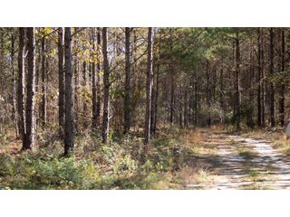 Tract 21 in Coffee County, Georgia - LAND AUCTION - 3,094+/- ACRES OFFERED IN 22 TRACTS IN COFFEE COUNTY, GEORGIA