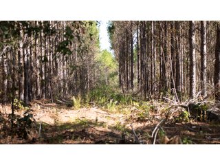 Tract 21 in Coffee County, Georgia - LAND AUCTION - 3,094+/- ACRES OFFERED IN 22 TRACTS IN COFFEE COUNTY, GEORGIA