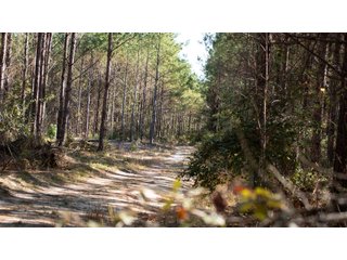 Tract 21 in Coffee County, Georgia - LAND AUCTION - 3,094+/- ACRES OFFERED IN 22 TRACTS IN COFFEE COUNTY, GEORGIA
