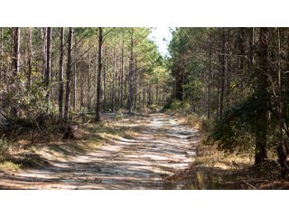 Tract 21 in Coffee County, Georgia - LAND AUCTION - 3,094+/- ACRES OFFERED IN 22 TRACTS IN COFFEE COUNTY, GEORGIA