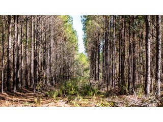 Tract 15 in Coffee County, Georgia - LAND AUCTION - 3,094+/- ACRES OFFERED IN 22 TRACTS IN COFFEE COUNTY, GEORGIA