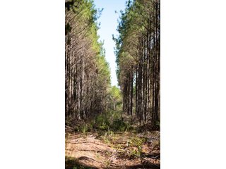 Tract 15 in Coffee County, Georgia - LAND AUCTION - 3,094+/- ACRES OFFERED IN 22 TRACTS IN COFFEE COUNTY, GEORGIA