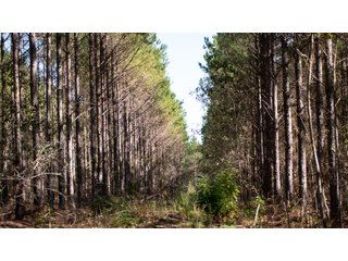 Tract 15 in Coffee County, Georgia - LAND AUCTION - 3,094+/- ACRES OFFERED IN 22 TRACTS IN COFFEE COUNTY, GEORGIA