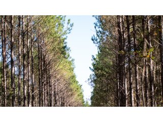 Tract 15 in Coffee County, Georgia - LAND AUCTION - 3,094+/- ACRES OFFERED IN 22 TRACTS IN COFFEE COUNTY, GEORGIA