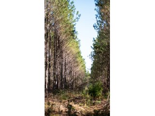 Tract 15 in Coffee County, Georgia - LAND AUCTION - 3,094+/- ACRES OFFERED IN 22 TRACTS IN COFFEE COUNTY, GEORGIA