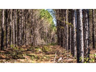 Tract 15 in Coffee County, Georgia - LAND AUCTION - 3,094+/- ACRES OFFERED IN 22 TRACTS IN COFFEE COUNTY, GEORGIA
