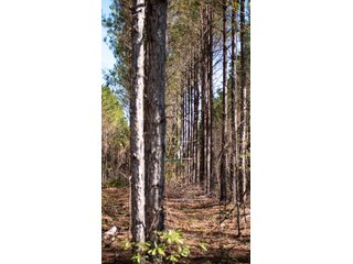 Tract 15 in Coffee County, Georgia - LAND AUCTION - 3,094+/- ACRES OFFERED IN 22 TRACTS IN COFFEE COUNTY, GEORGIA
