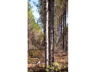Tract 15 in Coffee County, Georgia - LAND AUCTION - 3,094+/- ACRES OFFERED IN 22 TRACTS IN COFFEE COUNTY, GEORGIA