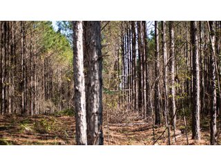 Tract 15 in Coffee County, Georgia - LAND AUCTION - 3,094+/- ACRES OFFERED IN 22 TRACTS IN COFFEE COUNTY, GEORGIA