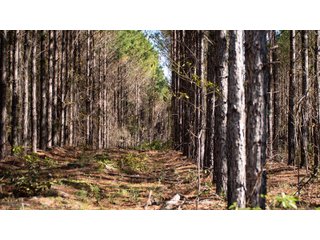 Tract 15 in Coffee County, Georgia - LAND AUCTION - 3,094+/- ACRES OFFERED IN 22 TRACTS IN COFFEE COUNTY, GEORGIA