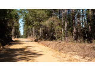 Tract 15 in Coffee County, Georgia - LAND AUCTION - 3,094+/- ACRES OFFERED IN 22 TRACTS IN COFFEE COUNTY, GEORGIA