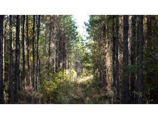 Tract 4 in Coffee County, Georgia - LAND AUCTION - 3,094+/- ACRES OFFERED IN 22 TRACTS IN COFFEE COUNTY, GEORGIA