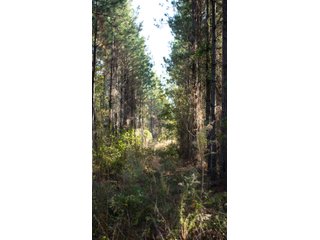 Tract 4 in Coffee County, Georgia - LAND AUCTION - 3,094+/- ACRES OFFERED IN 22 TRACTS IN COFFEE COUNTY, GEORGIA