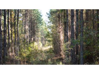 Tract 4 in Coffee County, Georgia - LAND AUCTION - 3,094+/- ACRES OFFERED IN 22 TRACTS IN COFFEE COUNTY, GEORGIA