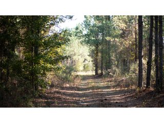 Tract 4 in Coffee County, Georgia - LAND AUCTION - 3,094+/- ACRES OFFERED IN 22 TRACTS IN COFFEE COUNTY, GEORGIA