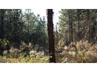 Tract 4 in Coffee County, Georgia - LAND AUCTION - 3,094+/- ACRES OFFERED IN 22 TRACTS IN COFFEE COUNTY, GEORGIA