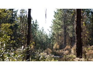 Tract 4 in Coffee County, Georgia - LAND AUCTION - 3,094+/- ACRES OFFERED IN 22 TRACTS IN COFFEE COUNTY, GEORGIA