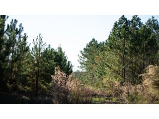 Tract 4 in Coffee County, Georgia - LAND AUCTION - 3,094+/- ACRES OFFERED IN 22 TRACTS IN COFFEE COUNTY, GEORGIA