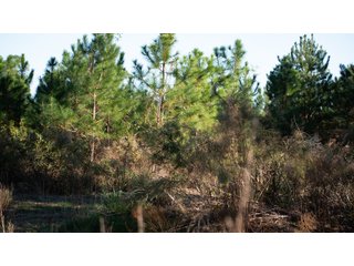 Tract 4 in Coffee County, Georgia - LAND AUCTION - 3,094+/- ACRES OFFERED IN 22 TRACTS IN COFFEE COUNTY, GEORGIA