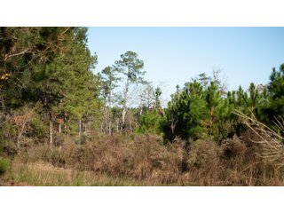 Tract 4 in Coffee County, Georgia - LAND AUCTION - 3,094+/- ACRES OFFERED IN 22 TRACTS IN COFFEE COUNTY, GEORGIA