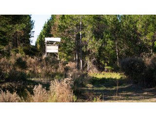 Tract 4 in Coffee County, Georgia - LAND AUCTION - 3,094+/- ACRES OFFERED IN 22 TRACTS IN COFFEE COUNTY, GEORGIA