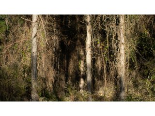 Tract 6 in Coffee County, Georgia - LAND AUCTION - 3,094+/- ACRES OFFERED IN 22 TRACTS IN COFFEE COUNTY, GEORGIA