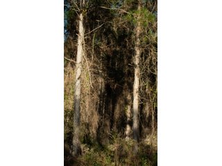 Tract 6 in Coffee County, Georgia - LAND AUCTION - 3,094+/- ACRES OFFERED IN 22 TRACTS IN COFFEE COUNTY, GEORGIA