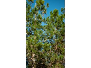 Tract 6 in Coffee County, Georgia - LAND AUCTION - 3,094+/- ACRES OFFERED IN 22 TRACTS IN COFFEE COUNTY, GEORGIA