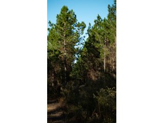 Tract 6 in Coffee County, Georgia - LAND AUCTION - 3,094+/- ACRES OFFERED IN 22 TRACTS IN COFFEE COUNTY, GEORGIA