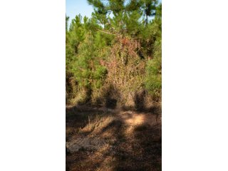 Tract 12 in Coffee County, Georgia - LAND AUCTION - 3,094+/- ACRES OFFERED IN 22 TRACTS IN COFFEE COUNTY, GEORGIA