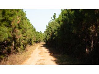 Tract 12 in Coffee County, Georgia - LAND AUCTION - 3,094+/- ACRES OFFERED IN 22 TRACTS IN COFFEE COUNTY, GEORGIA