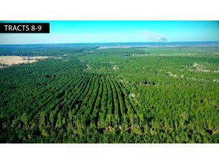 Tracts 8 & 9 in Coffee County, Georgia - LAND AUCTION - 3,094+/- ACRES OFFERED IN 22 TRACTS IN COFFEE COUNTY, GEORGIA