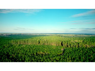 Tract 13 in Coffee County, Georgia - LAND AUCTION - 3,094+/- ACRES OFFERED IN 22 TRACTS IN COFFEE COUNTY, GEORGIA