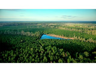 Tract 14 in Coffee County, Georgia - LAND AUCTION - 3,094+/- ACRES OFFERED IN 22 TRACTS IN COFFEE COUNTY, GEORGIA