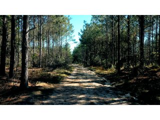 Tract 15 in Coffee County, Georgia - LAND AUCTION - 3,094+/- ACRES OFFERED IN 22 TRACTS IN COFFEE COUNTY, GEORGIA